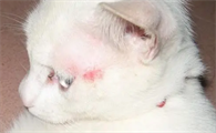 猫藓的症状