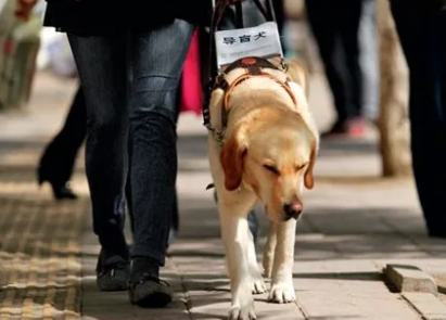 导盲犬训练方法残忍 导盲犬训练方法残忍