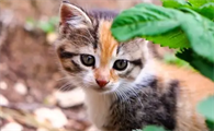猫像狗一样张嘴哈气是什么原因