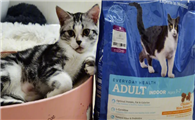 几分之几猫粮安全吗