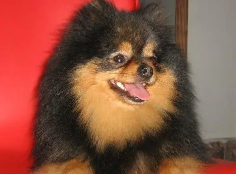 铁包金博美犬百度百科