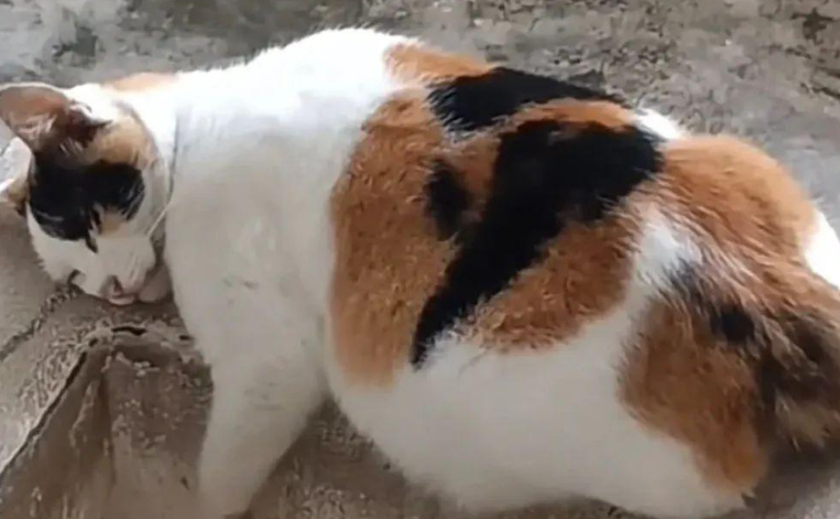 小区喂猫惊现三大坨五花肉，猫咪想吃却无从下口...