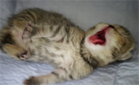 猫现在已经出血是不是代表要下了