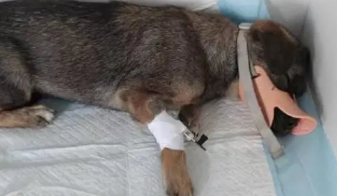 狗狗生完宝宝流血多久