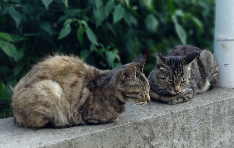 麻猫叫什么名字好听