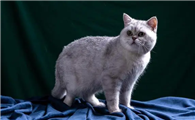猫是怎么变成宠物的