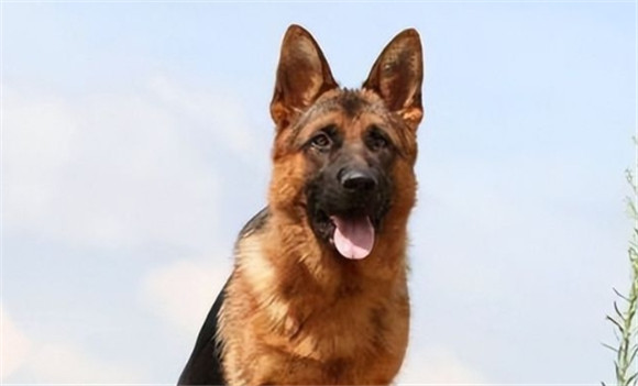 军犬几岁退役 军犬几岁退役