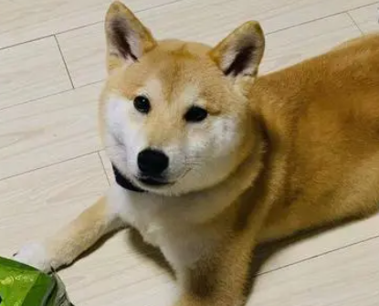 日本温顺的狗有哪些