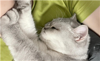 猫睡觉的时候一直推我