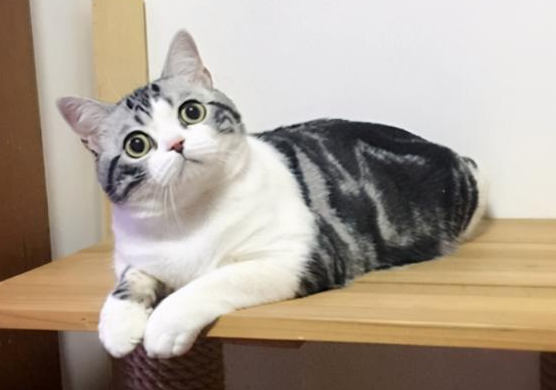 近2万名“铲屎官”在厦赴约“猫博会” 近2万名“铲屎官”在厦赴约“猫博会”