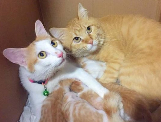 两只橘猫天天秀恩爱,谁知母猫生下6个崽,看到猫的毛色主人想哭 两只橘猫天天秀恩爱,谁知母猫生下6个崽,看到猫的毛色主人想哭