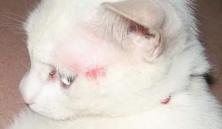 猫藓的症状