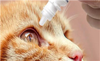 猫眼屎多又黄粘稠用什么药
