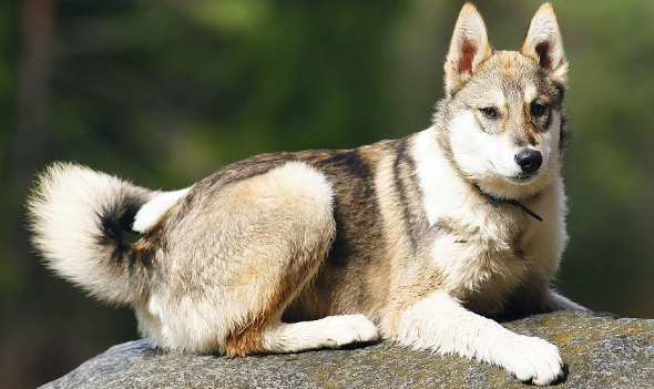 莱卡犬的所属类别图片