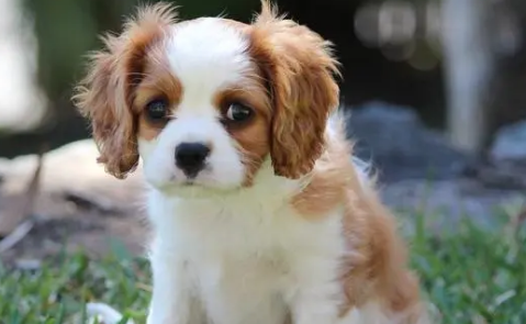 英国小型犬种图片