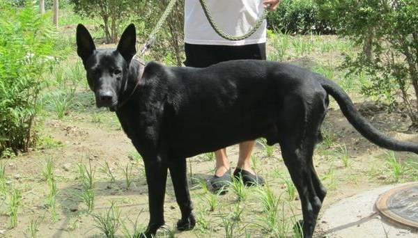 混血黑狼犬怎么样