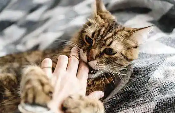 猫一边咬你一边用脚蹬你 猫一边咬你一边用脚蹬你