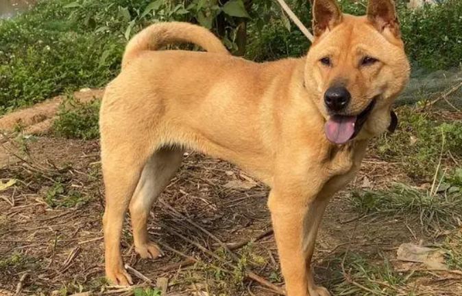 广西土猎犬护主吗 广西土猎犬护主吗