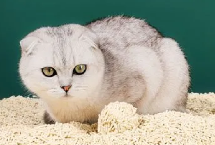 8l是多少公斤猫砂