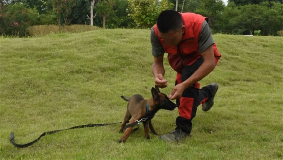 学训犬师后悔了