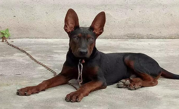 苏联红犬真是凶猛呀 苏联红犬真是凶猛呀