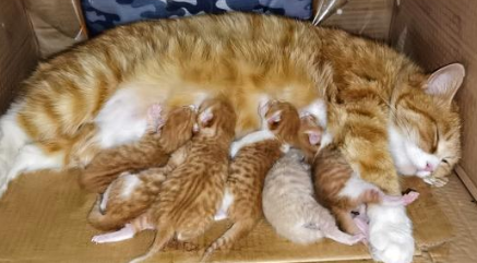 猫下崽子后应该吃些什么 猫下崽子后应该吃些什么
