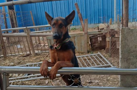 莱州红犬几个月认主 莱州红犬几个月认主