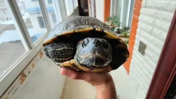 如何增进与乌龟的亲密关系？这4个部位要多触摸，让你的爱更深刻！