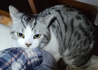 猫咬裤脚是什么征兆