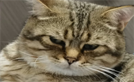 猫行为异常有什么预兆