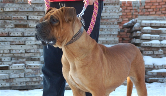 士佐犬和藏赘哪个厉害 士佐犬和藏赘哪个厉害