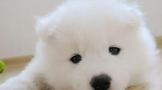 星期狗活了十天有希望吗