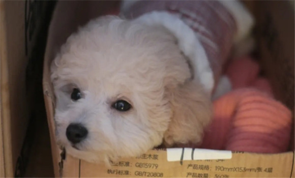 发型贵妇犬和泰迪有区别吗