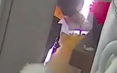 萨摩耶会给外卖员开门，和其他狗将蛋糕吃个精光！我该哭还是笑