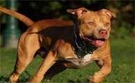 比特犬大战巴基斯坦库达犬图片