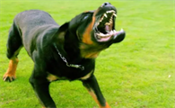 城市不禁养的护卫犬