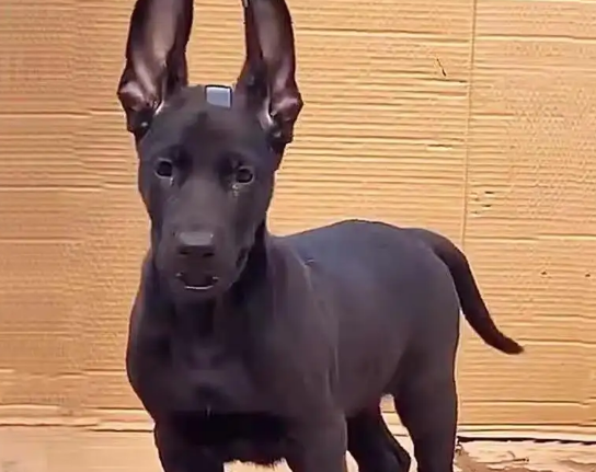 40天的黑狼幼犬图片 40天的黑狼幼犬图片