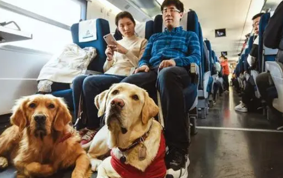 导盲犬的资料迪克