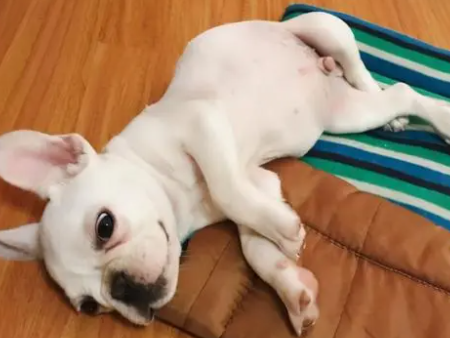 狗狗生的畸形什么原因