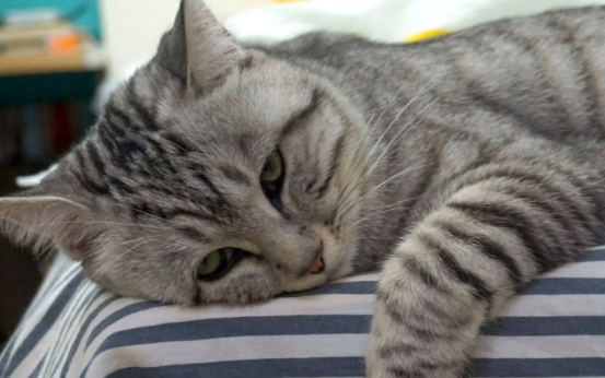 罗小猫猫子赵若霖多少岁