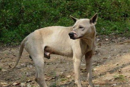 正宗广西藤狗猎犬图片 正宗广西藤狗猎犬图片