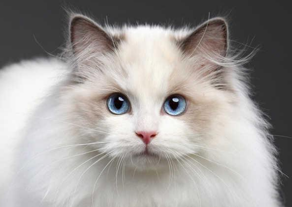 猫突然不吃不喝只趴着不动 猫突然不吃不喝只趴着不动