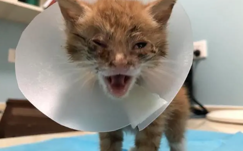 fpv两条杠一定是猫瘟吗