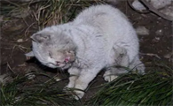 猫死后身体柔软是不是没死