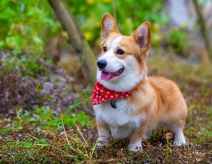 十大最萌的小小型犬