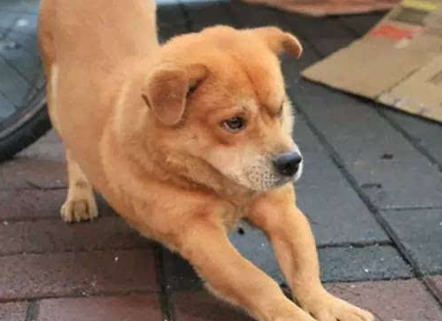 一根须的狗怎么样 一根须的狗怎么样