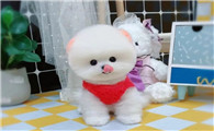 活佛养的袖珍茶杯犬