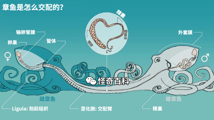 怪知识丨章鱼如何交配？