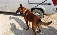 马犬和黑狼犬哪个体型大