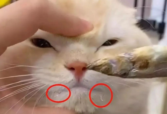 江苏一猫咪咬断鼠标,主人拿小鱼干诱惑不让吃,看到口水众人笑哭 江苏一猫咪咬断鼠标,主人拿小鱼干诱惑不让吃,看到口水众人笑哭